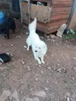 Male Mixed Breed Japanese Spitz, 6-12 Months - 2