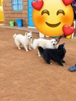 Male Mixed Breed Japanese Spitz, 6-12 Months - 3