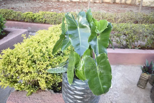 Philodendron Burle Marx - 1