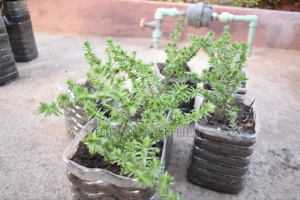 Mti Mdogo wa Pine Succulent (Crassula Tetragona) - 1