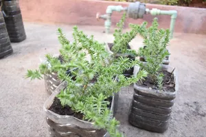 Mti Mdogo wa Pine Succulent (Crassula Tetragona)