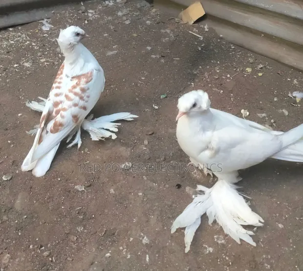 German Trumpeter Pigeon - 1