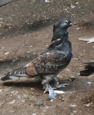 Jozi ya Njiwa Shortbeak