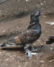 Jozi ya Njiwa Shortbeak - 1