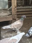 Jozi ya Njiwa Shortbeak - 2