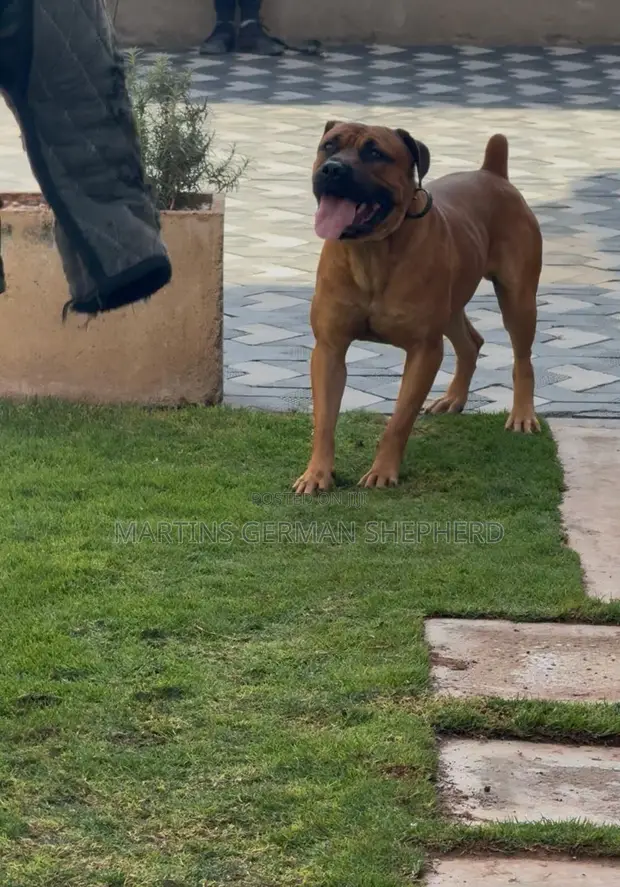 Male Bullmastiff, 1+ Year Old, Trained - 1