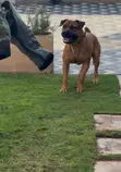 Male Bullmastiff, 1+ Year Old, Trained - 2