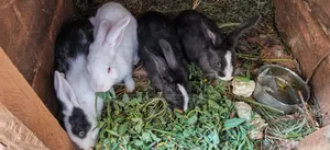 Sungura wa Kuuzwa