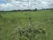 Quarter Acre Residential Plots for Sale in Ongata Rongai - 4