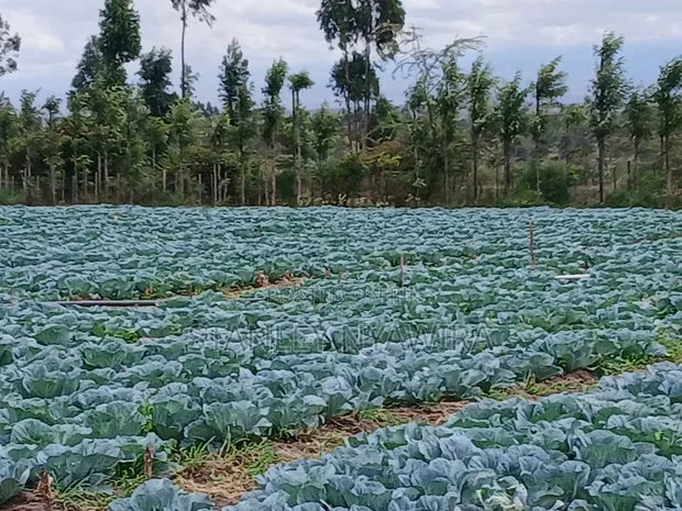 2 Acres Prime Land with Water Supply, Nanyuki Matanya - 1