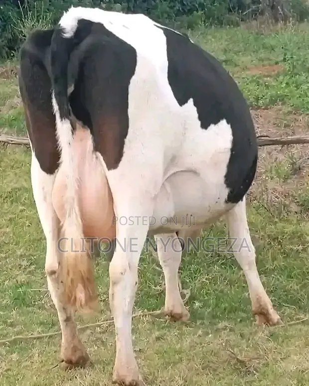 Holstein Friesian Cow - Ready to Calve - 1