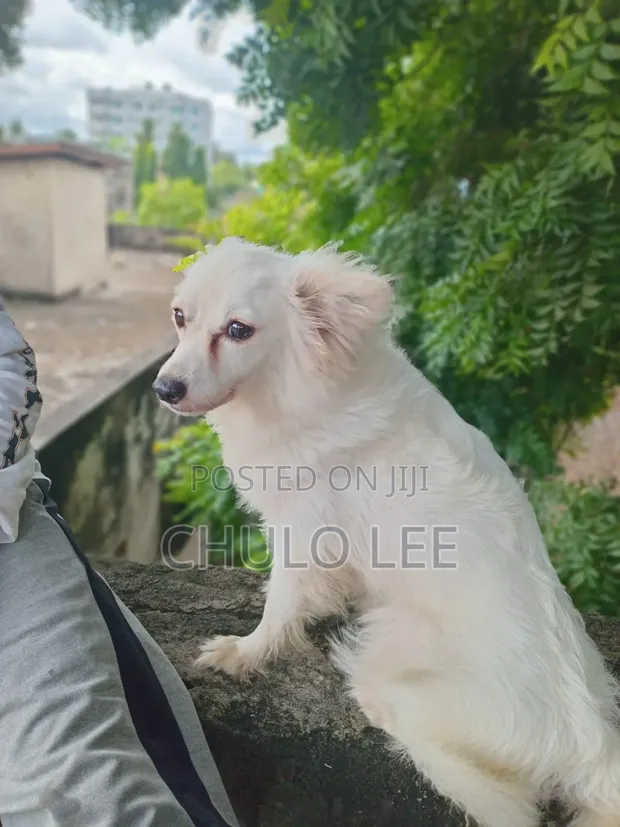 Kibete Kike Safi cha Japanese Spitz - Zaidi ya Mwaka 1 - 1