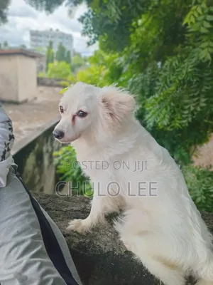 Kibete Kike Safi cha Japanese Spitz - Zaidi ya Mwaka 1