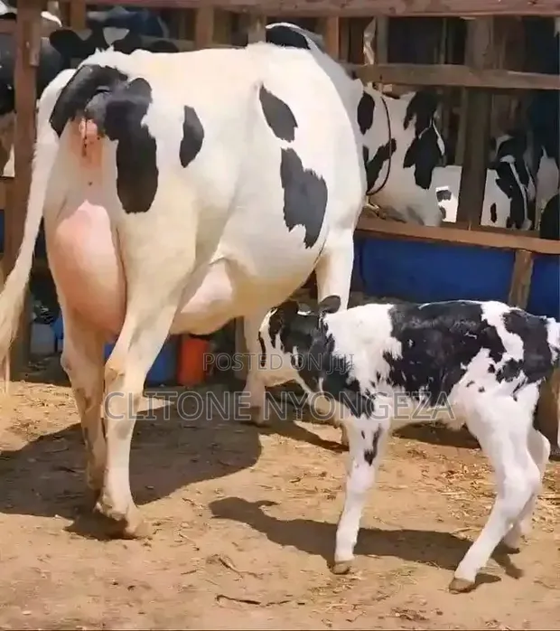 Ng'ombe wa Holstein Friesian - Amemaliza Kujifungua - 1