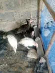 Kuku wa Nyama (Turkeys) Wanauzwa - Tayari Kuweka Mayai - 2