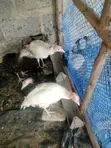 Kuku wa Nyama (Turkeys) Wanauzwa - Tayari Kuweka Mayai - 3