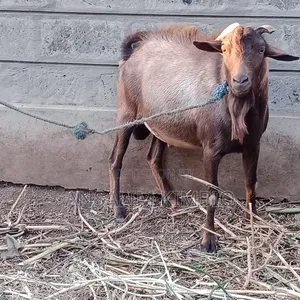 Mbuzi Dume Mkomavu wa Aina ya Alpine
