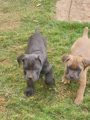 Purebred Boerboel Puppy - 1-3 Months Old