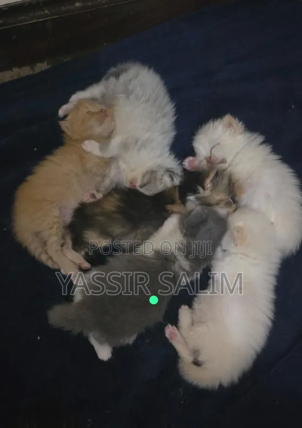 Male Purebred Persian Kitten, 1-3 Months - 1