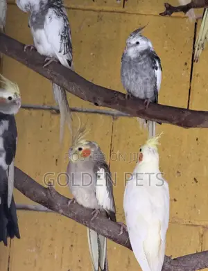 Ndege wa Cockatiel