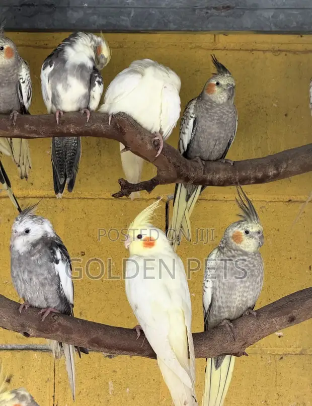 Friendly Cockatiel - Female Adult - 1