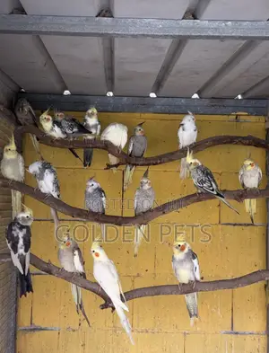 Jozi za Kukuza Njiwa (Cockatiel)