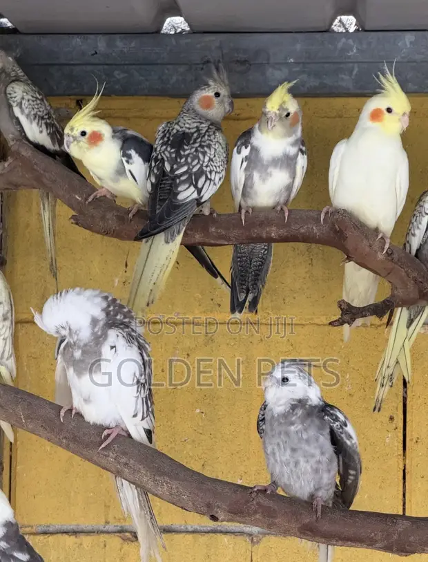 Cockatiel Breeding Pairs - 1