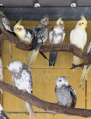 Jozi za Kukuza Njiwa (Cockatiels)