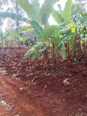 Kitalu cha Robo Eka Kinauzwa Igikiro, Kamahuha, Murang'a