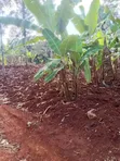 Kitalu cha Robo Eka Kinauzwa Igikiro, Kamahuha, Murang'a - 1