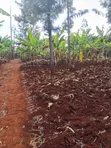 Kitalu cha Robo Eka Kinauzwa Igikiro, Kamahuha, Murang'a - 2