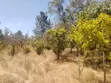 1 Acre Plot with 3-Room House in Thika-Maguguni - 4