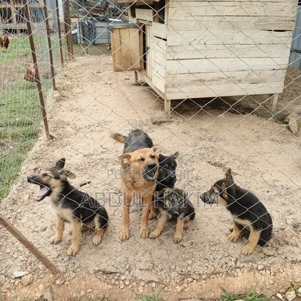 3-6 Month Female Purebred German Shepherd - 1