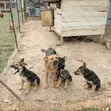 Kibwa wa Kijerumani wa Kike Mwezi 3-6 Safi - 1