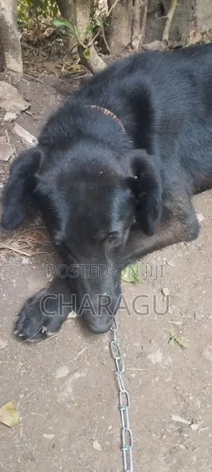 Mbwa Mwenye Mchanganyiko wa Jinsia ya Kike - Miezi 10