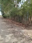 Ruai Plot in Green Spring Estate - 1