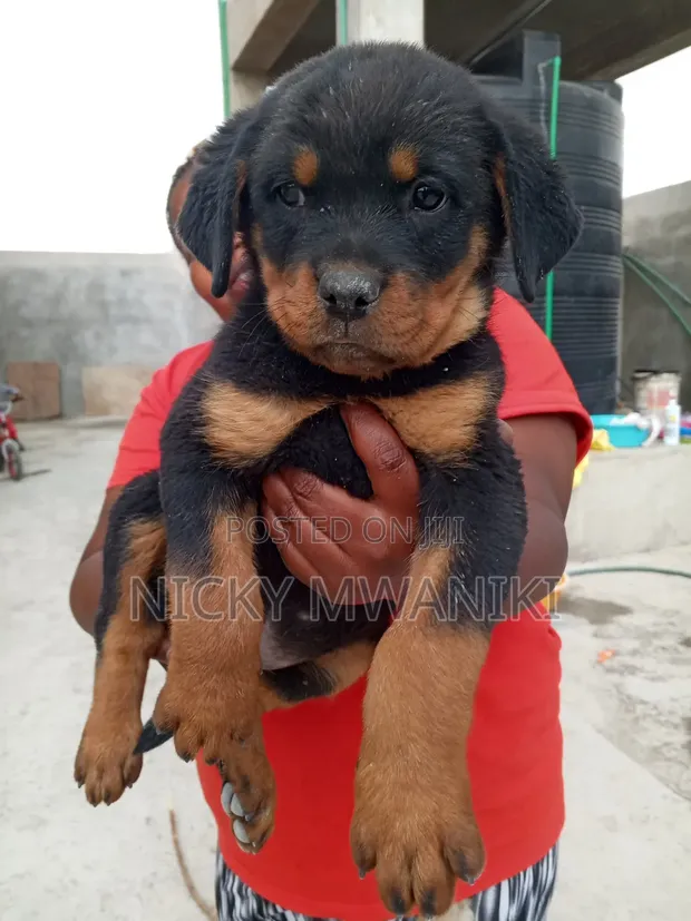 Purebred Rottweiler Puppies - 1-3 Months Old - 1
