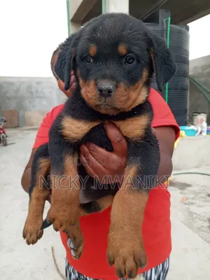 Rottweiler Purebred Watoto - Miezi 1-3