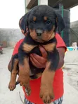 Purebred Rottweiler Puppies - 1-3 Months Old - 1