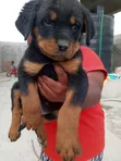 Purebred Rottweiler Puppies - 1-3 Months Old - 2
