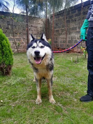 Siberian Husky Safi - Dume Mwenye Umri wa Mwaka 1+