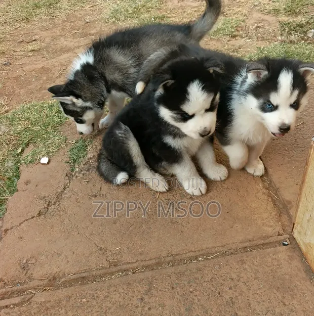 3-6 Month Male Purebred Siberian Husky Puppies - 1