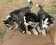 3-6 Month Male Purebred Siberian Husky Puppies - 2