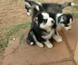 3-6 Month Male Purebred Siberian Husky Puppies - 3