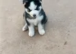 3-6 Month Male Purebred Siberian Husky Puppies - 4