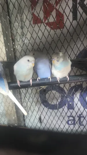 Blue and White Budgies (Pair)