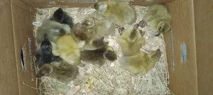 Vifaranga vya Bata Vipya (Khaki Campbell, Swedish, Pekin, Rouen)