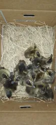 Newly Hatched Ducklings (Khaki Campbell, Swedish, Pekin, Rouen) - 2