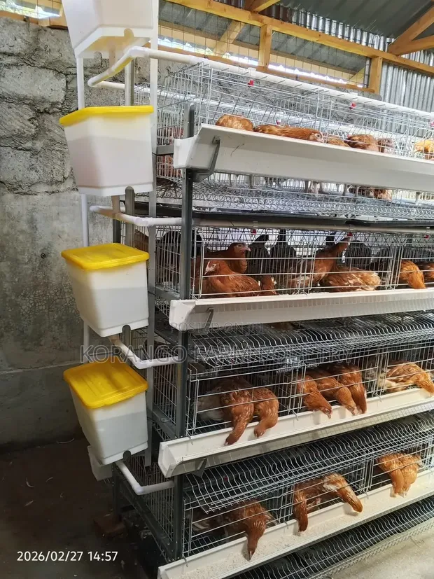 Imported Galvanised H-Type Chicken Cages - 1