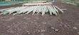 Treated Electricity Poles & Fencing Posts - 2